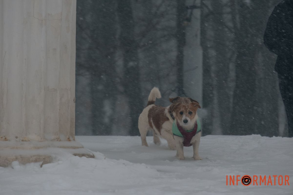Вони точно в шоці від такої кільності снігу