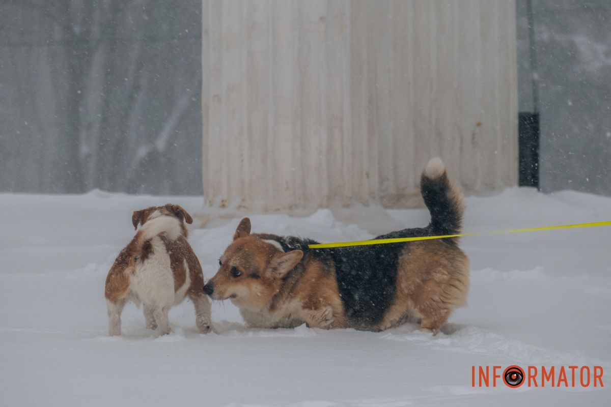 Тваринкам весело
