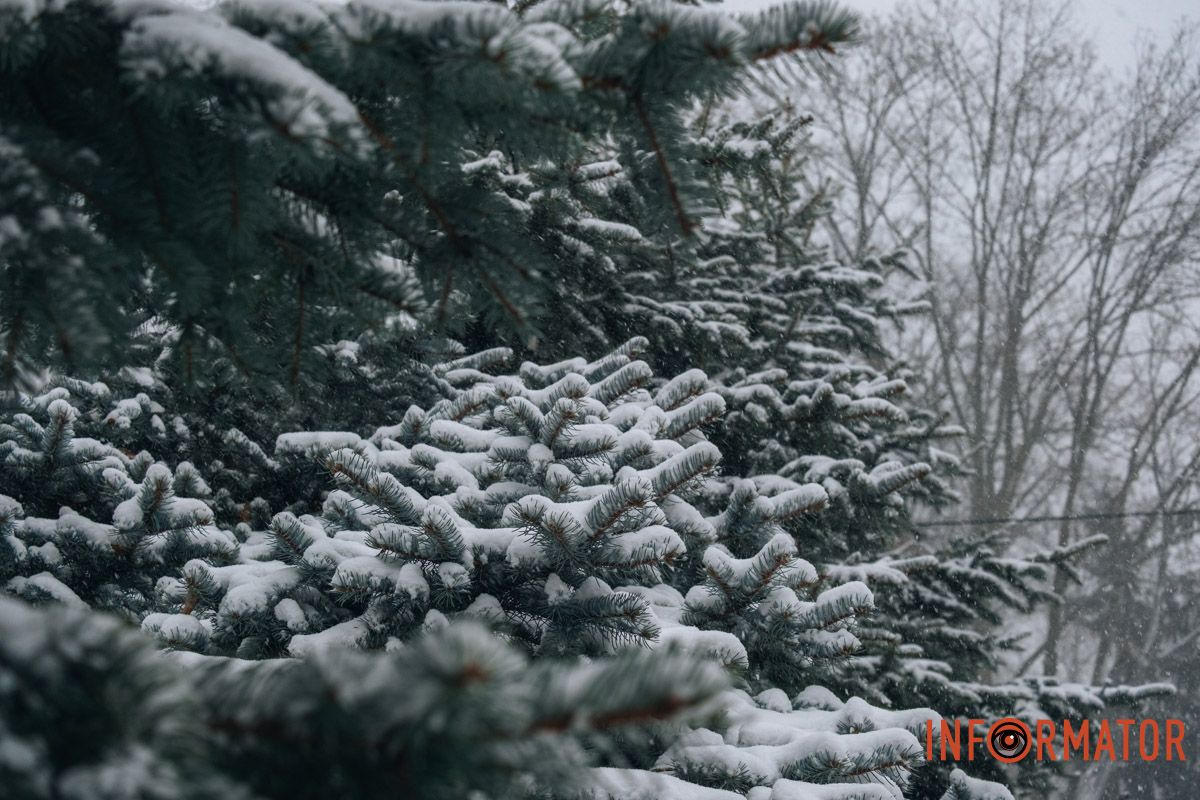 Гілки дерев засипало дрібним снігом