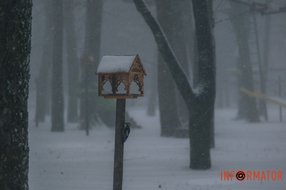 Зимова природа