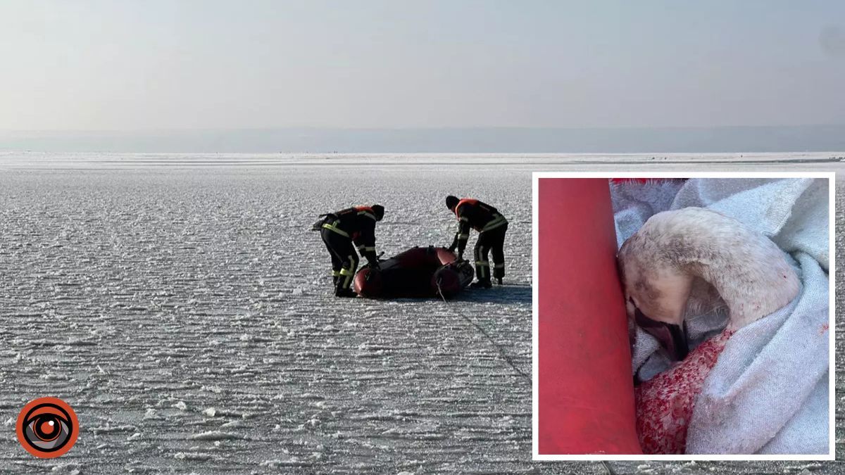 У Кам’янському рятували лебедя, який опинився у крижаній пастці