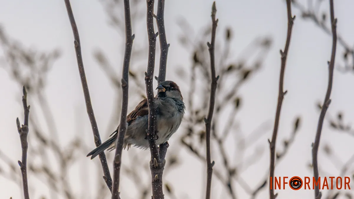 Хмари вкриють небо: якою буде погода у Дніпрі 13 січня