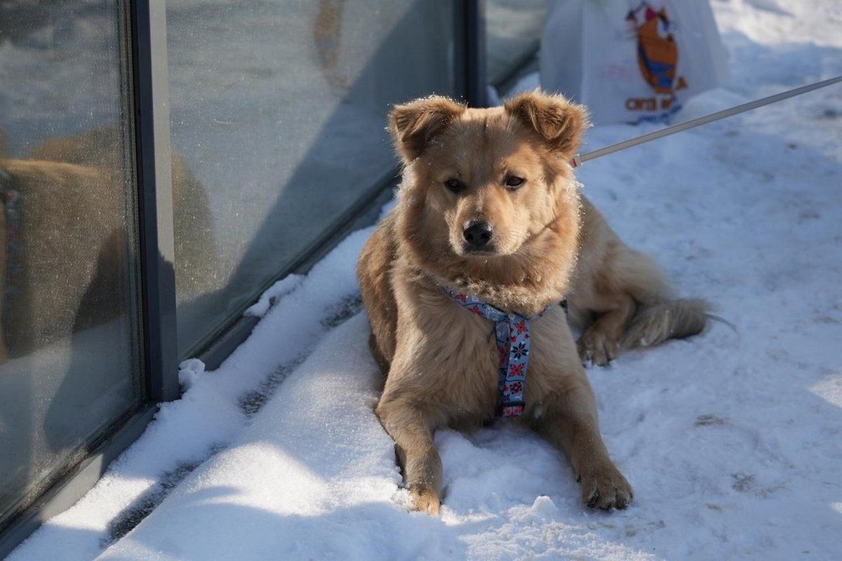 Йому шукають нову родину. Фото: "Суспільне Дніпро" 
