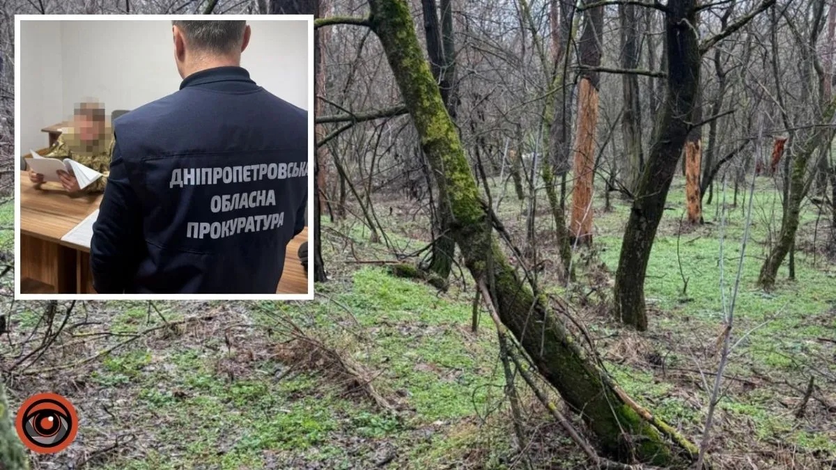22 миллиона гривен убытков: в Днепропетровской области срубили 500 ценных деревьев в заповеднике