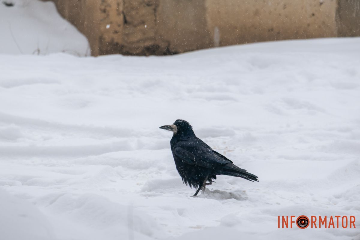 Птицам подходит эта погода