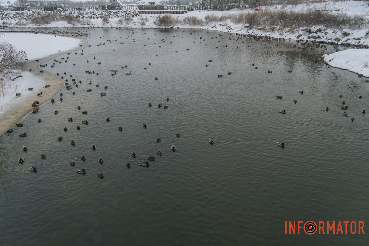 Найдите "свою" утку