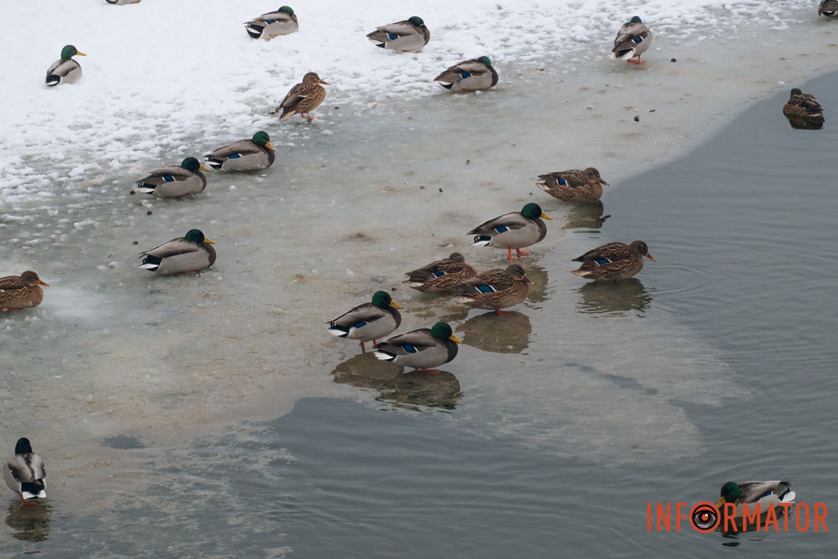 Утки добавляют контрастность на фоне белого снега.