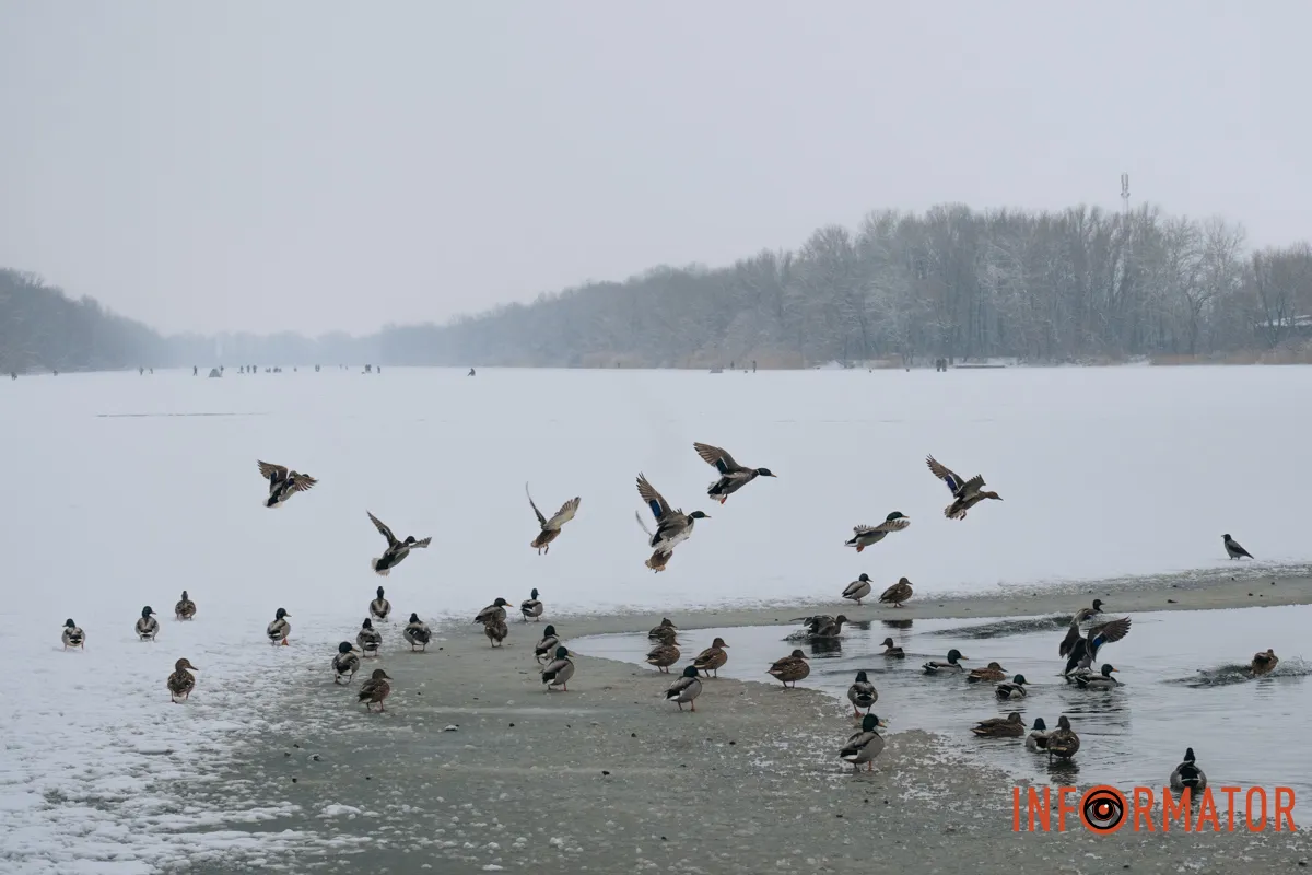 Настоящие ценители зимы