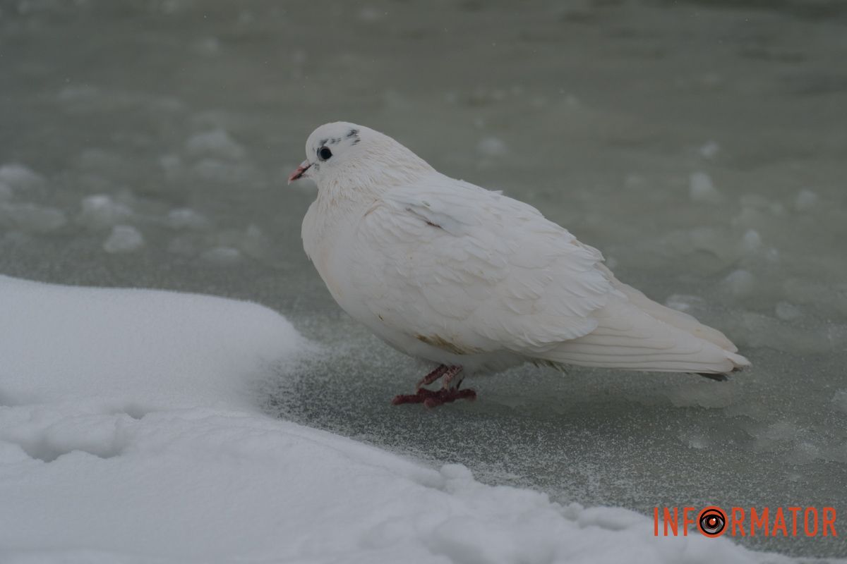 Вот так прикрытие!