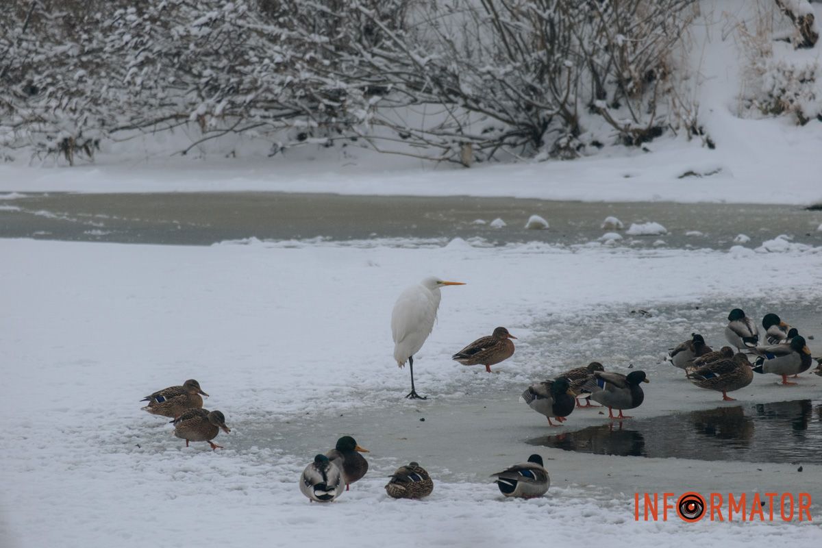 Делает вид, будто тоже утка.