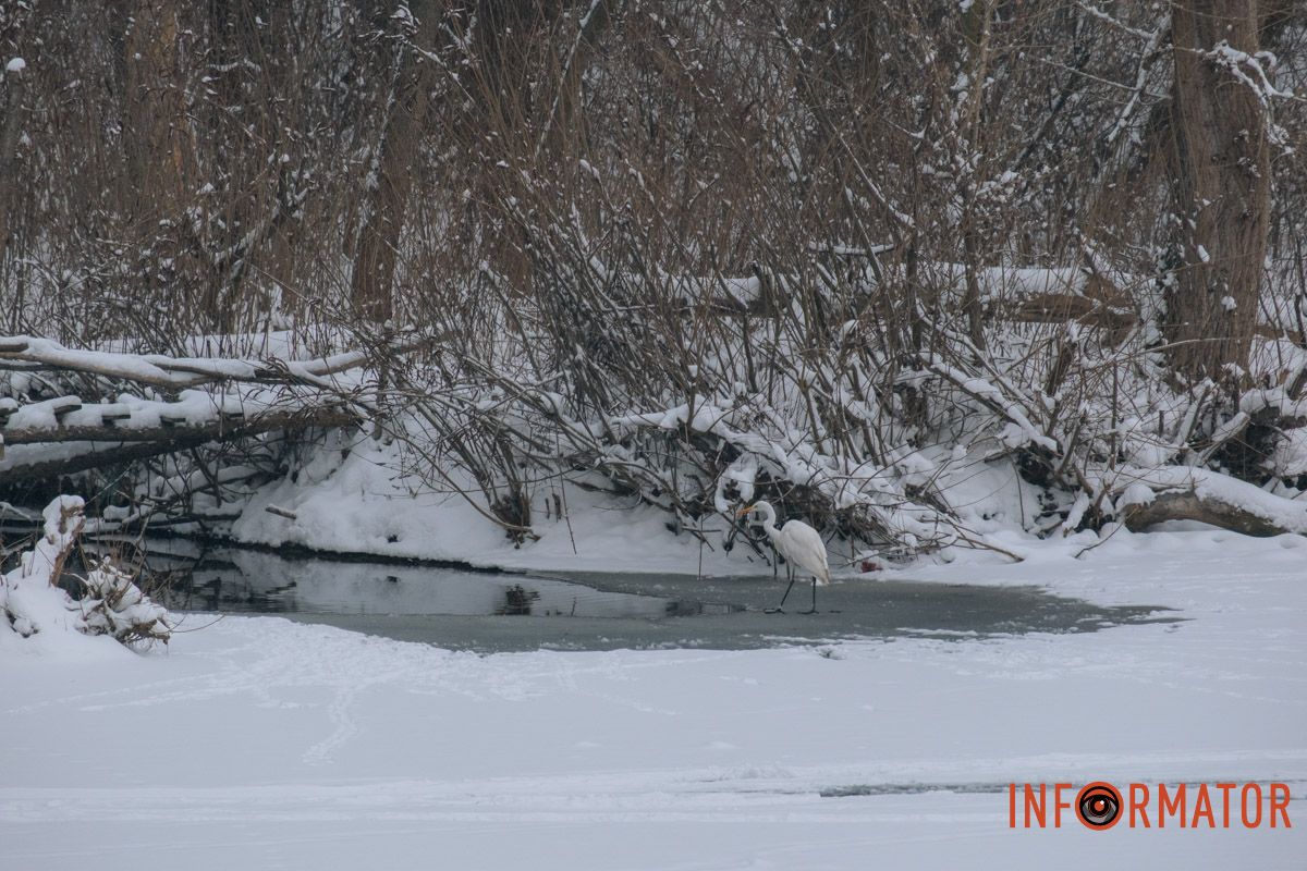 Эта природа жду расцвета