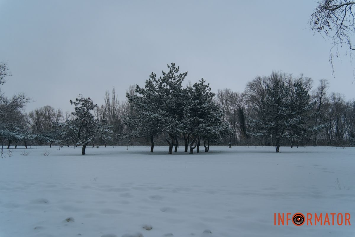 Деревья спят