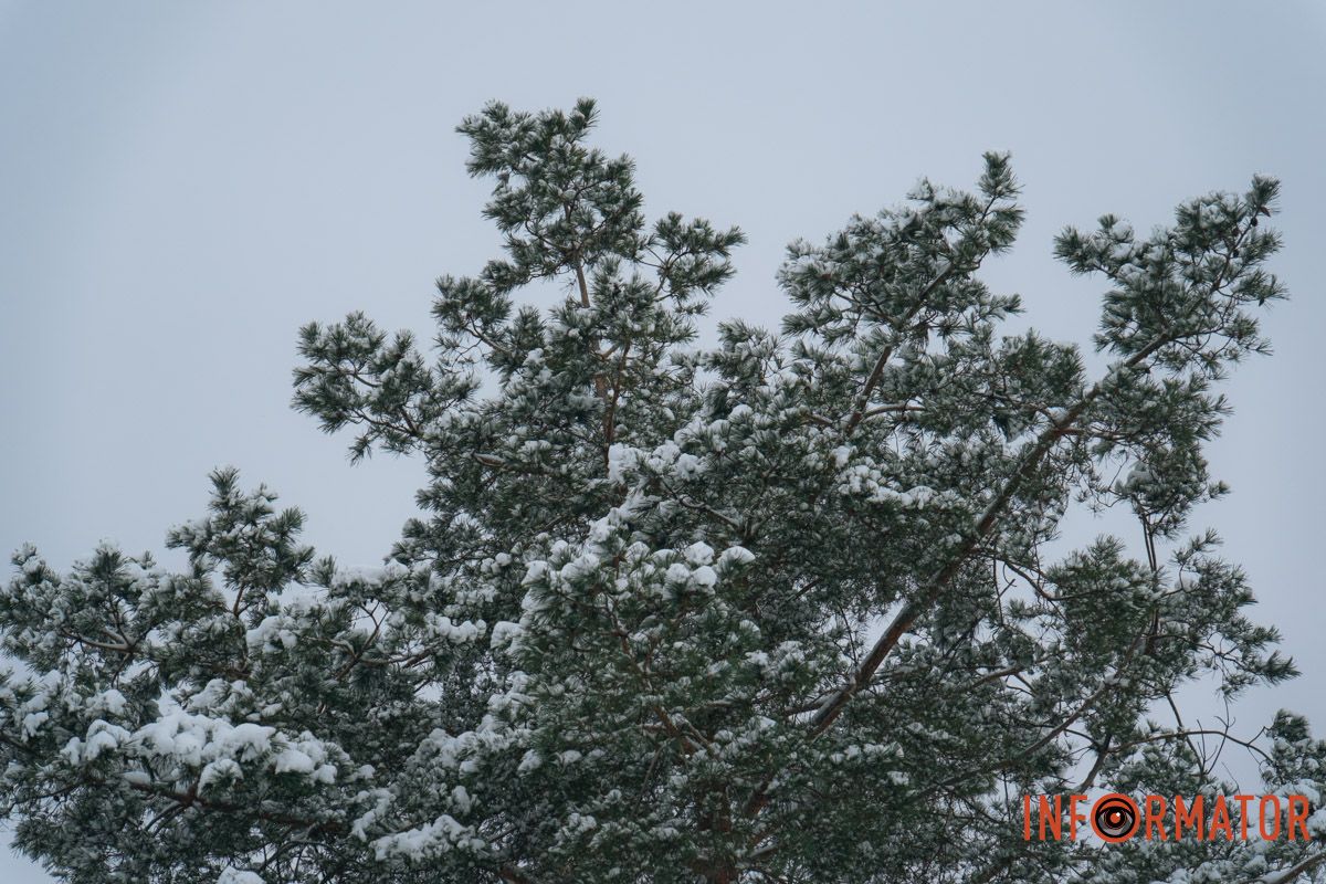 Снежные елки