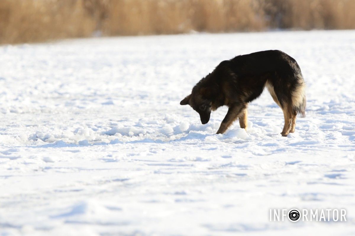 Зимові розваги на тонкому льоду: у Дніпрі діти та рибалки масово виходять на кригу 18