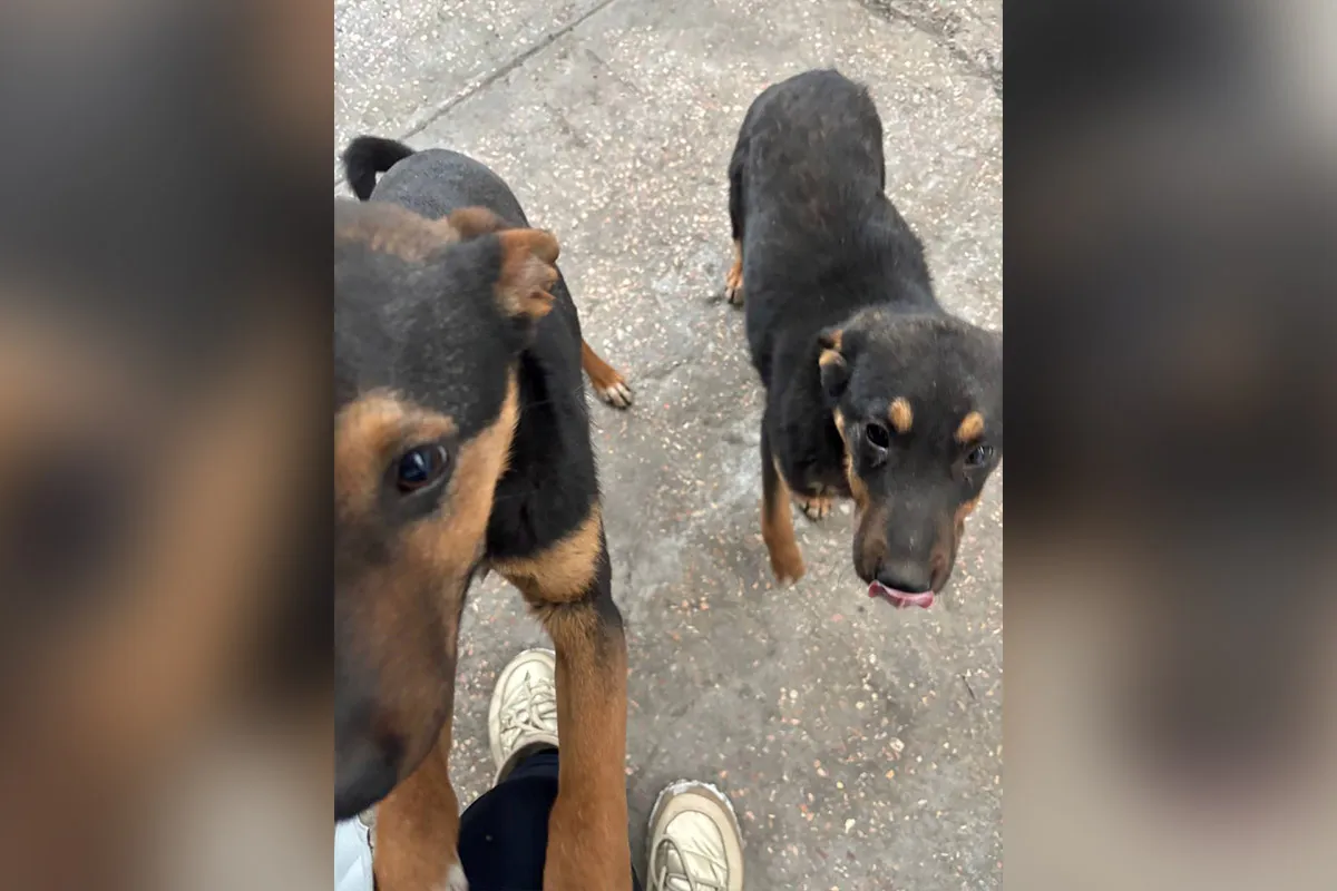 Двоє песиків