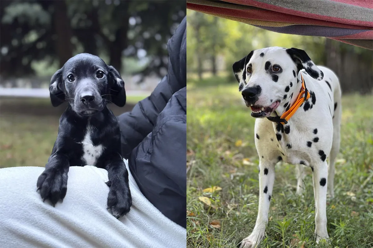 Дві цуценятка-дівчинки