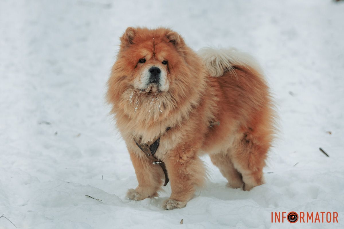 І песикам тут тепер раді 