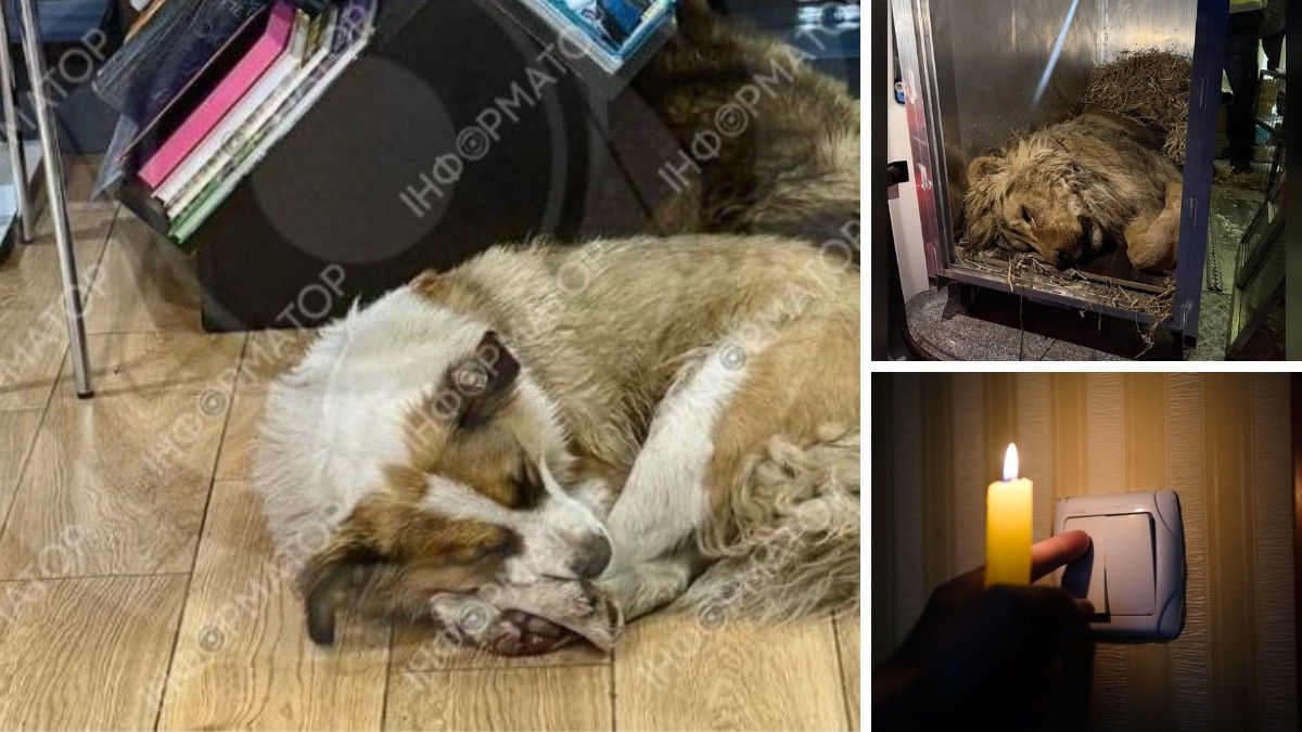 Собаки, які грілись на заправці, врятований лев та повернення світла для мешканців лівого берега Дніпра: топ добрих новин тижня