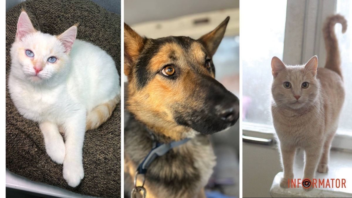 У Дніпрі багато пухнастих друзів шукають собі дім