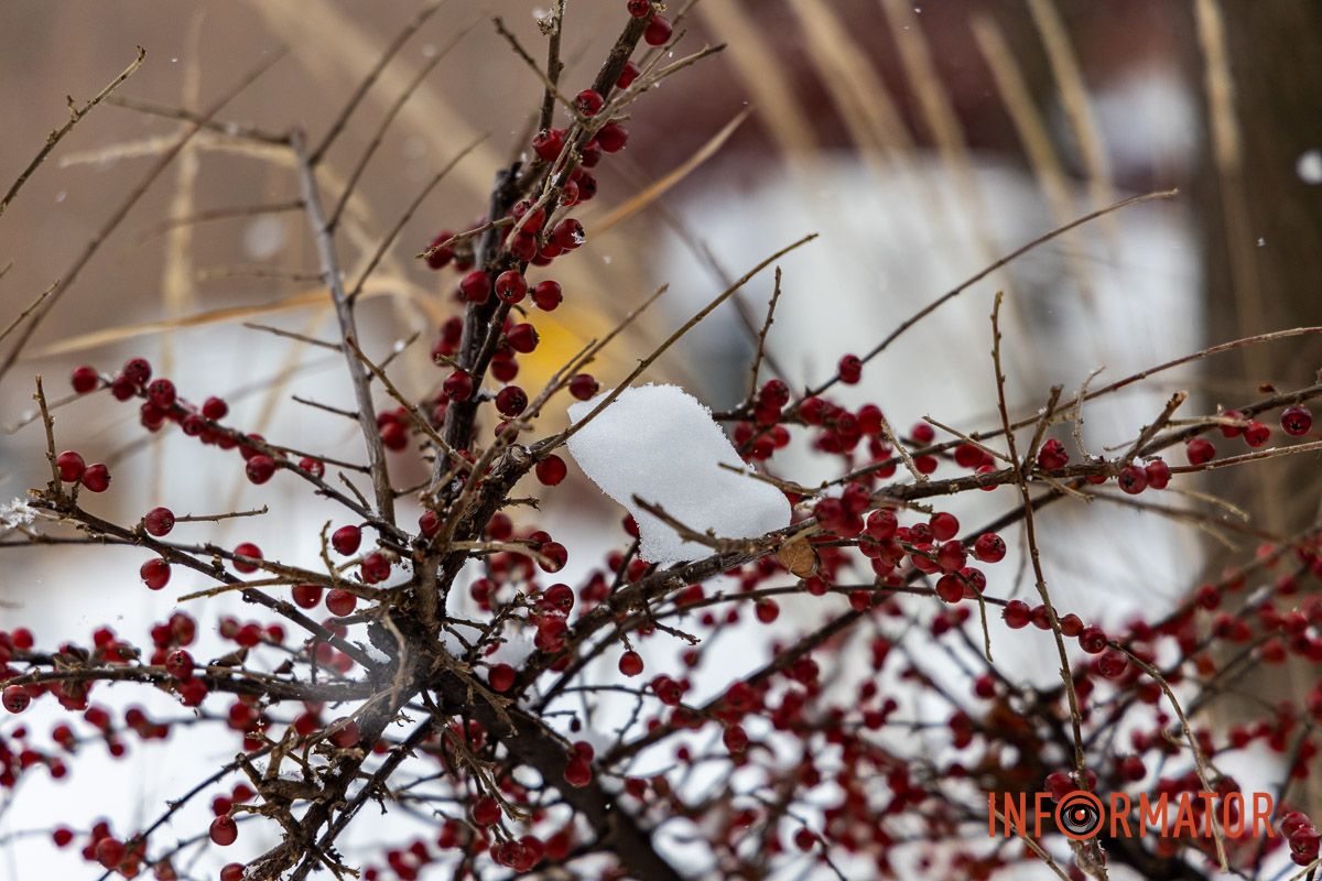 Осідають на ліхтарях, дахах, плечах перехожих: краєвиди Дніпра між сніжинками 7