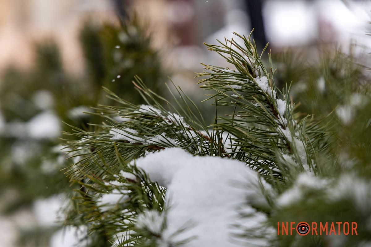 Осідають на ліхтарях, дахах, плечах перехожих: краєвиди Дніпра між сніжинками 6