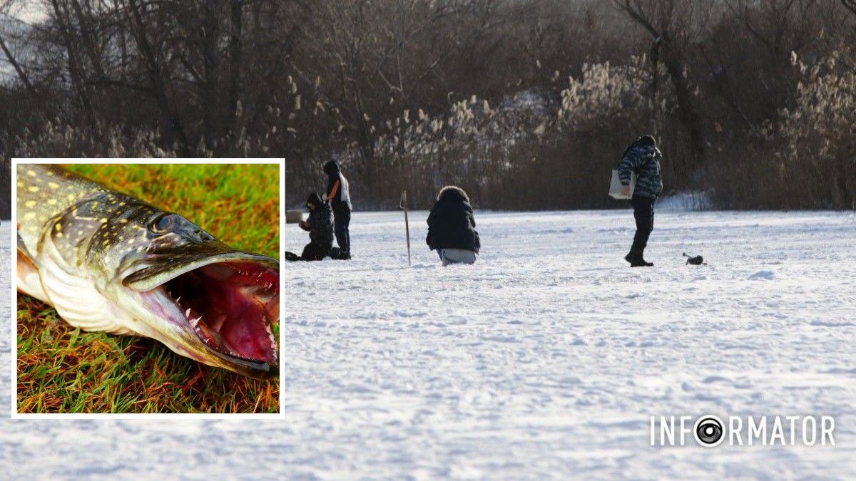 В Днепропетровской области запретят ловить щуку: даты
