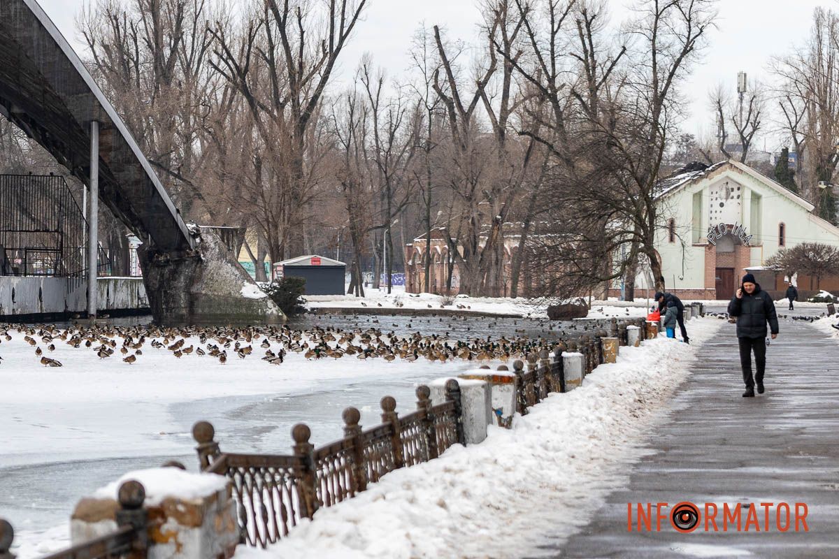 Сотні качок у центрі Дніпра: що відбувається у парку Глоби 1