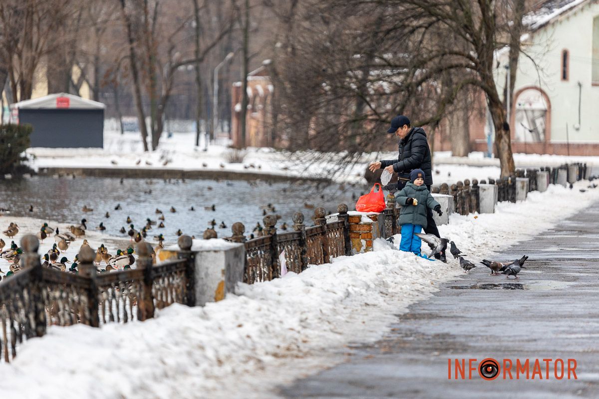 Сотні качок у центрі Дніпра: що відбувається у парку Глоби 2
