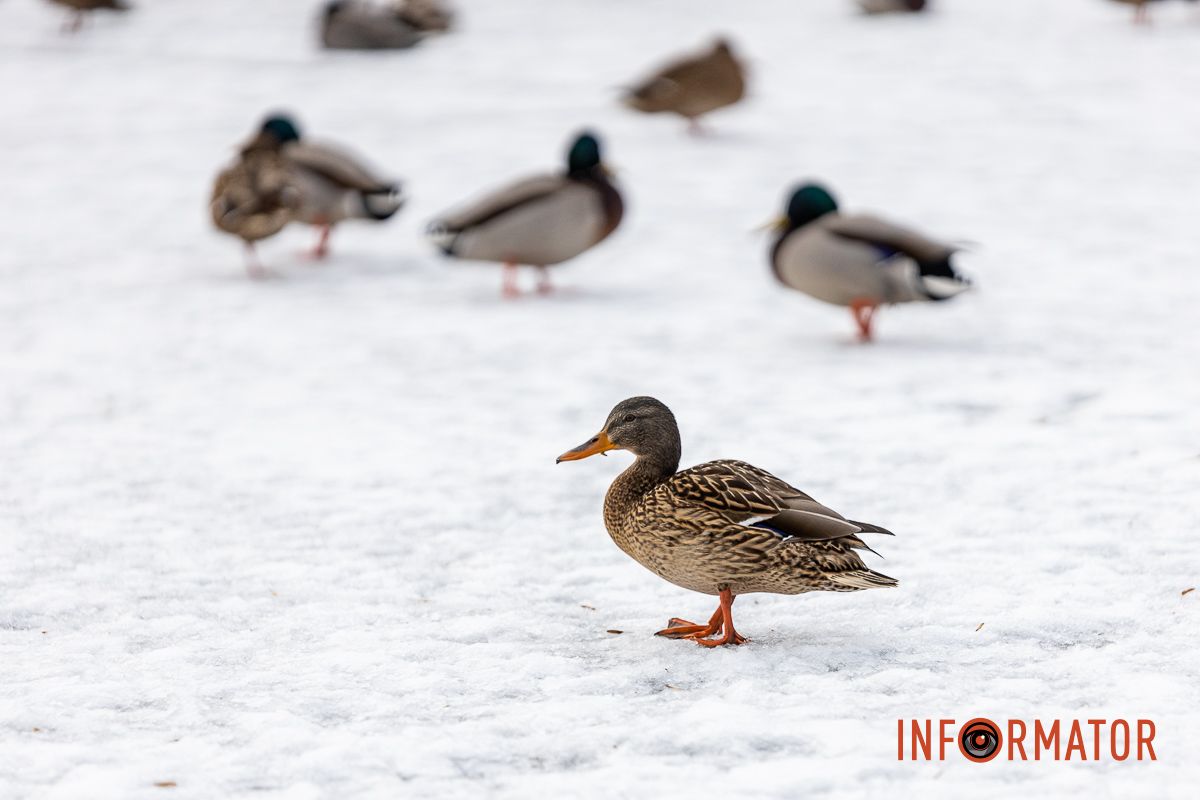 Сотні качок у центрі Дніпра: що відбувається у парку Глоби 3