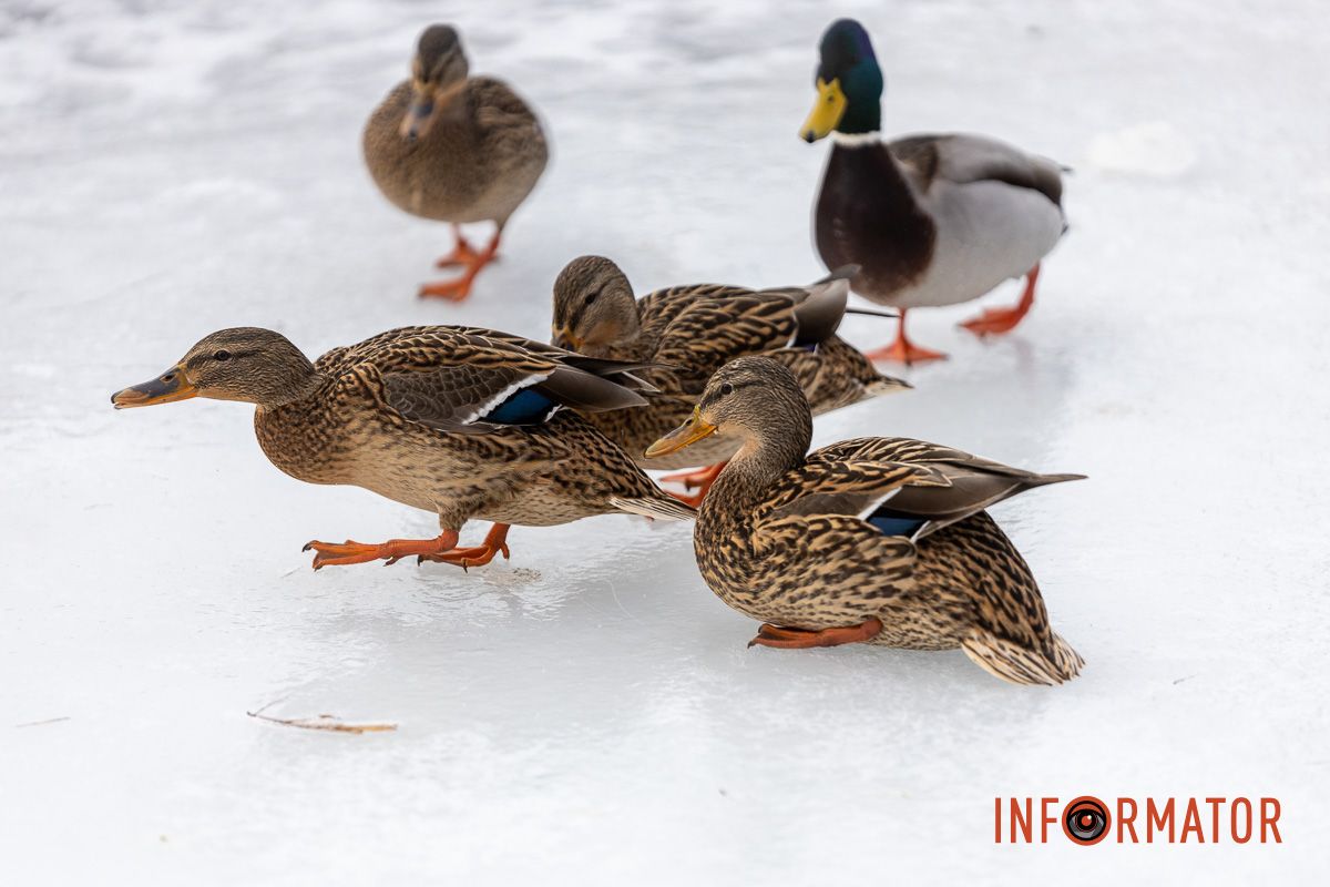 Сотні качок у центрі Дніпра: що відбувається у парку Глоби 5