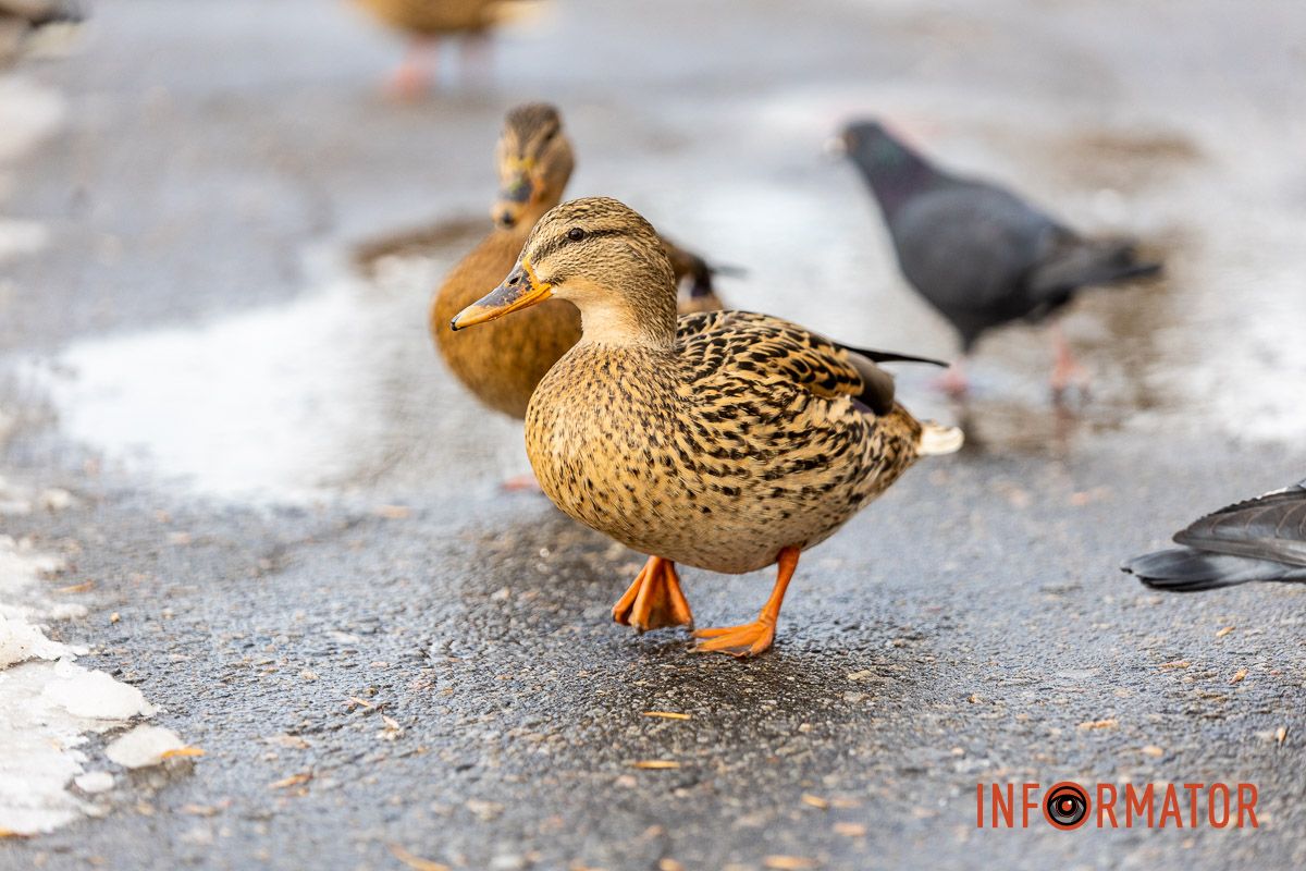 Сотні качок у центрі Дніпра: що відбувається у парку Глоби 7
