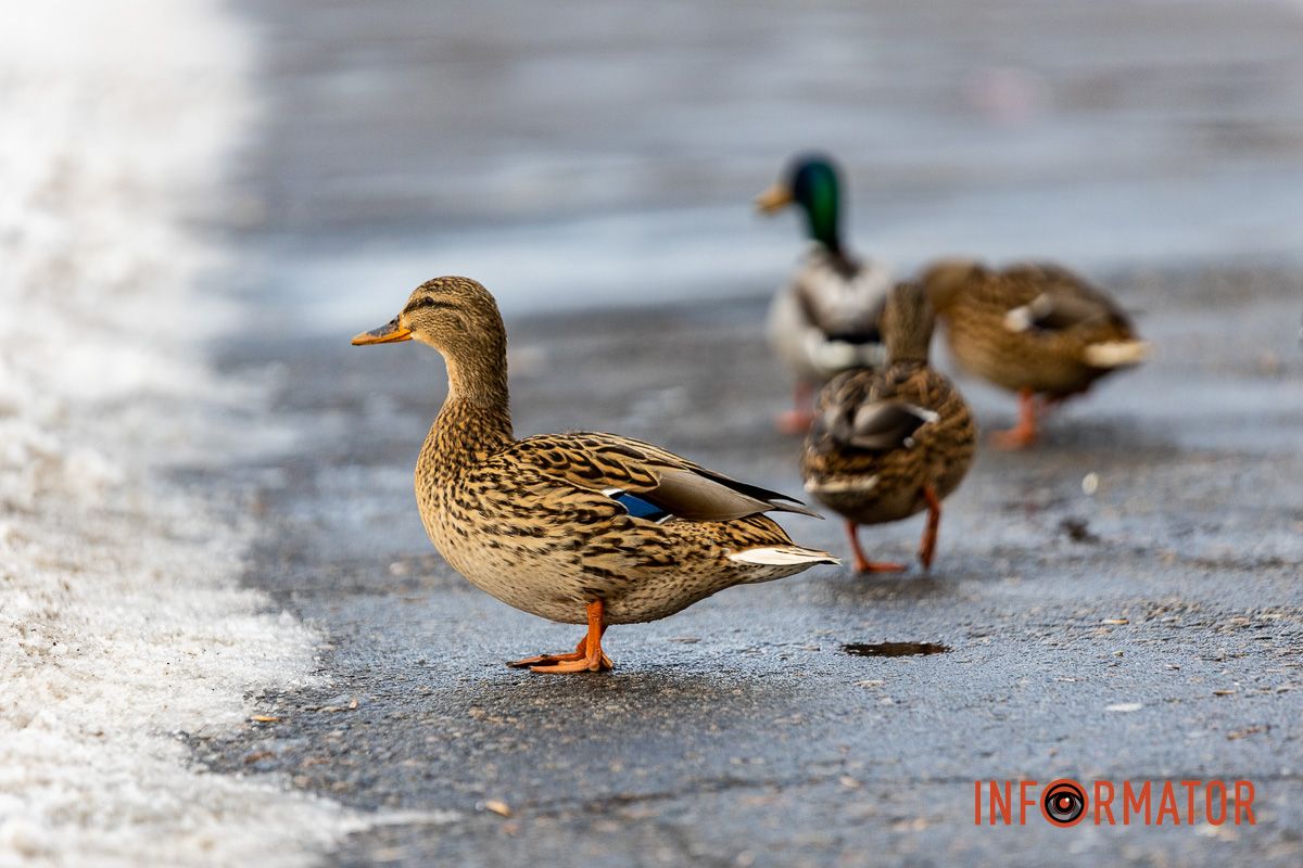 Сотні качок у центрі Дніпра: що відбувається у парку Глоби 8