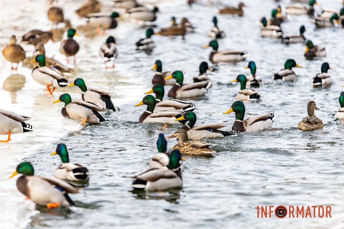 Сотні качок у центрі Дніпра: що відбувається у парку Глоби 9