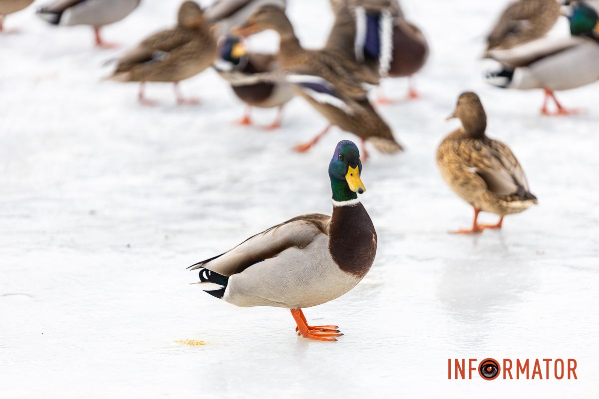 Сотні качок у центрі Дніпра: що відбувається у парку Глоби 10