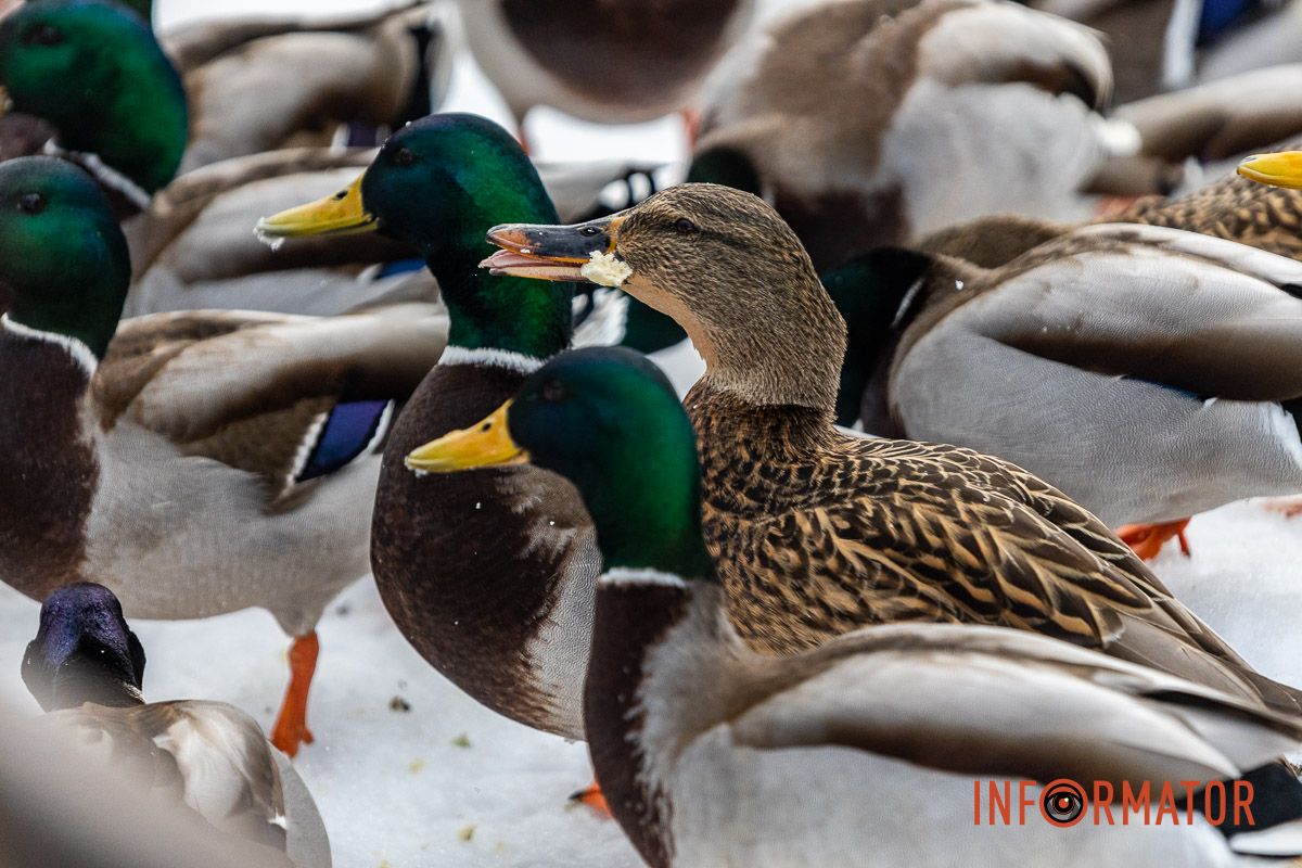 Сотні качок у центрі Дніпра: що відбувається у парку Глоби 11