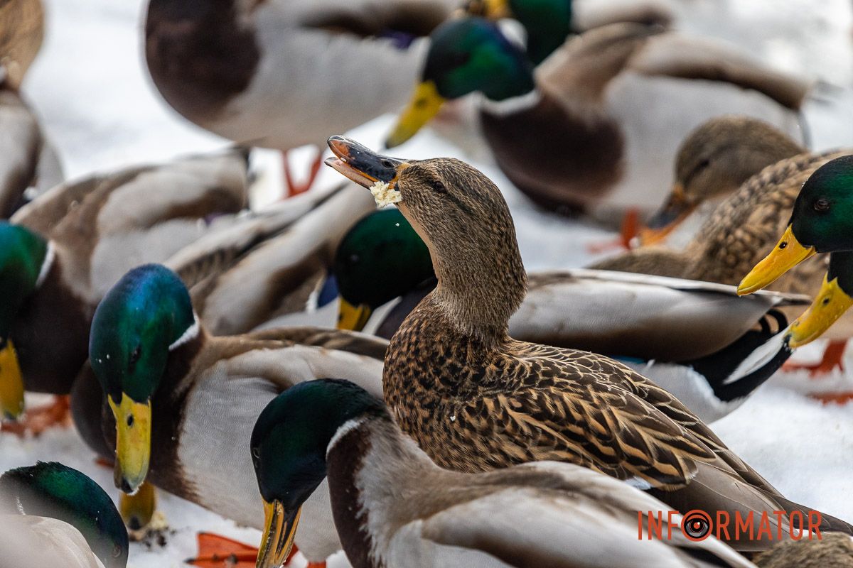 Сотні качок у центрі Дніпра: що відбувається у парку Глоби 12