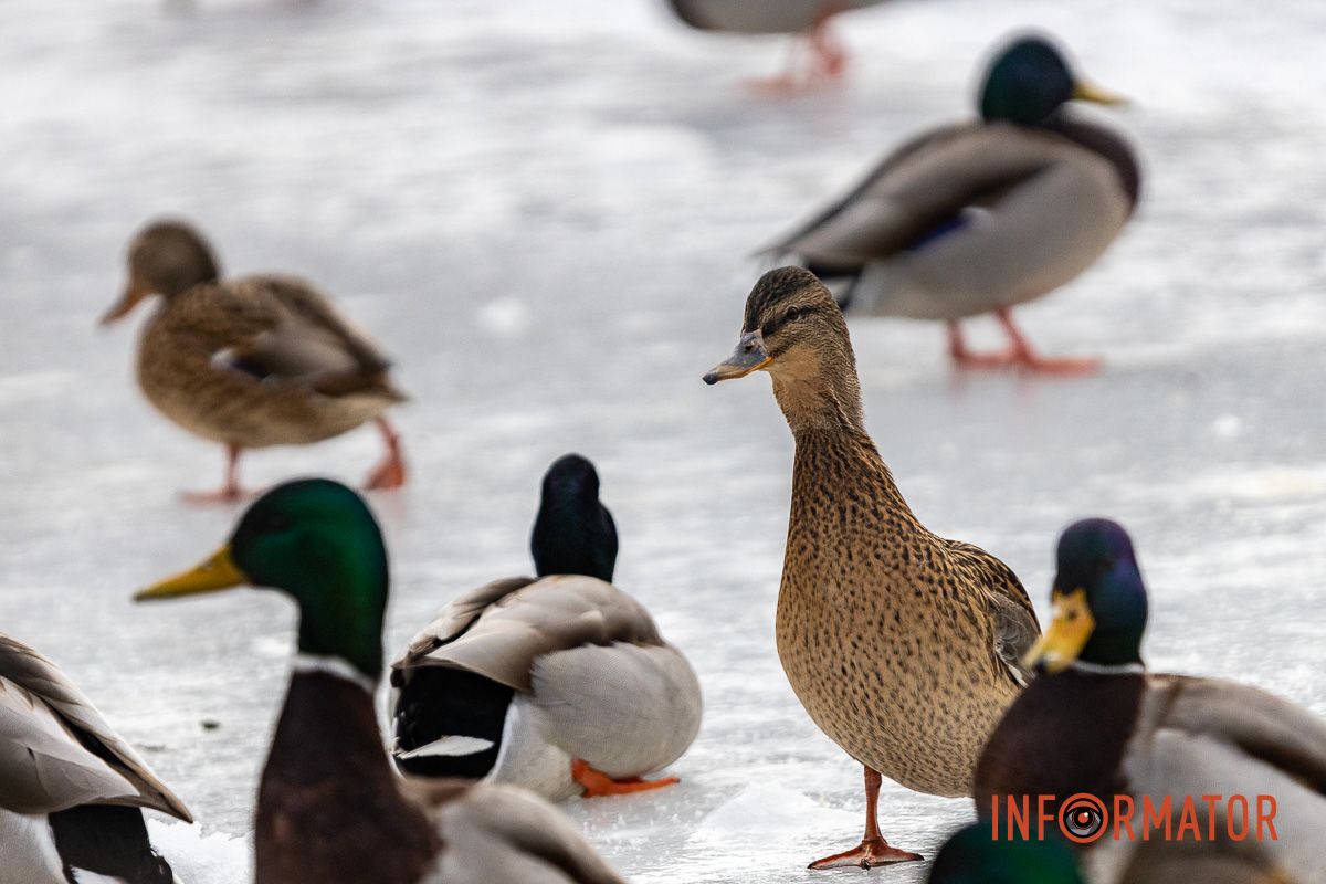 Сотні качок у центрі Дніпра: що відбувається у парку Глоби 13