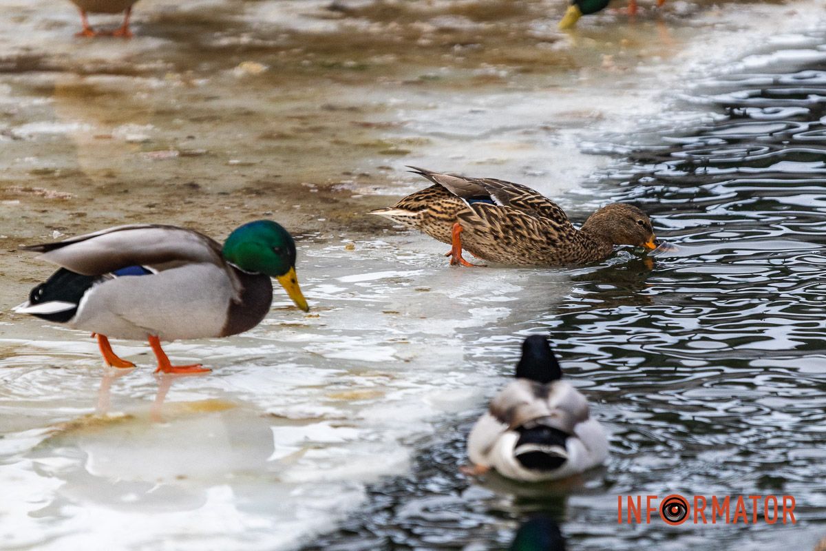 Сотні качок у центрі Дніпра: що відбувається у парку Глоби 14