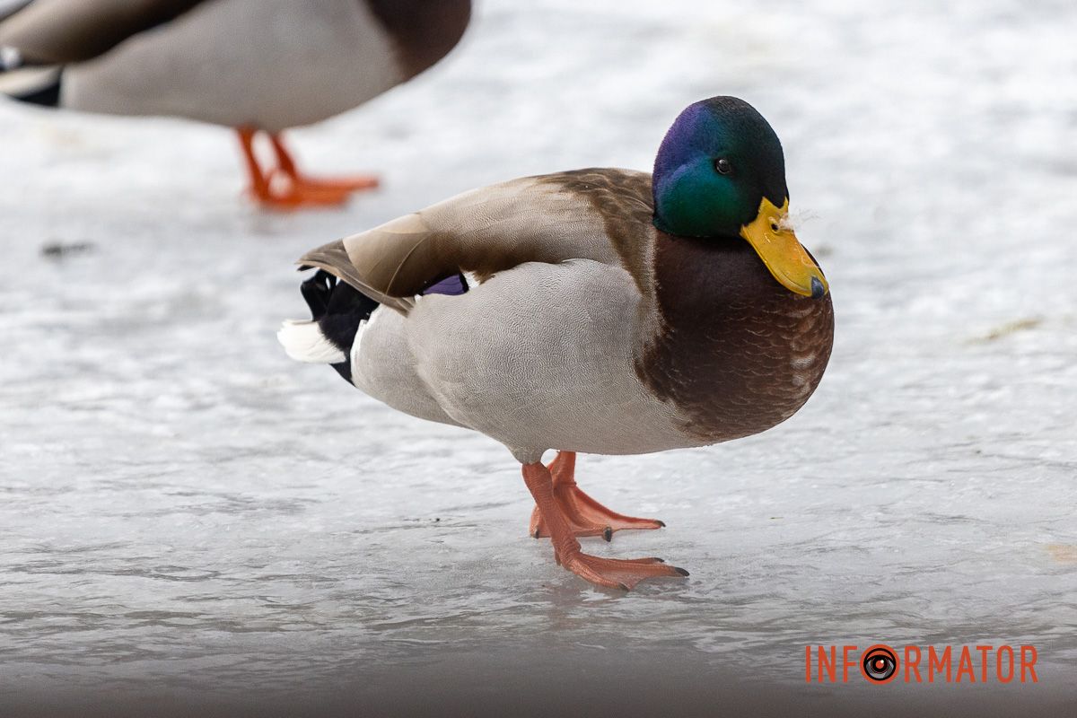 Сотні качок у центрі Дніпра: що відбувається у парку Глоби 15