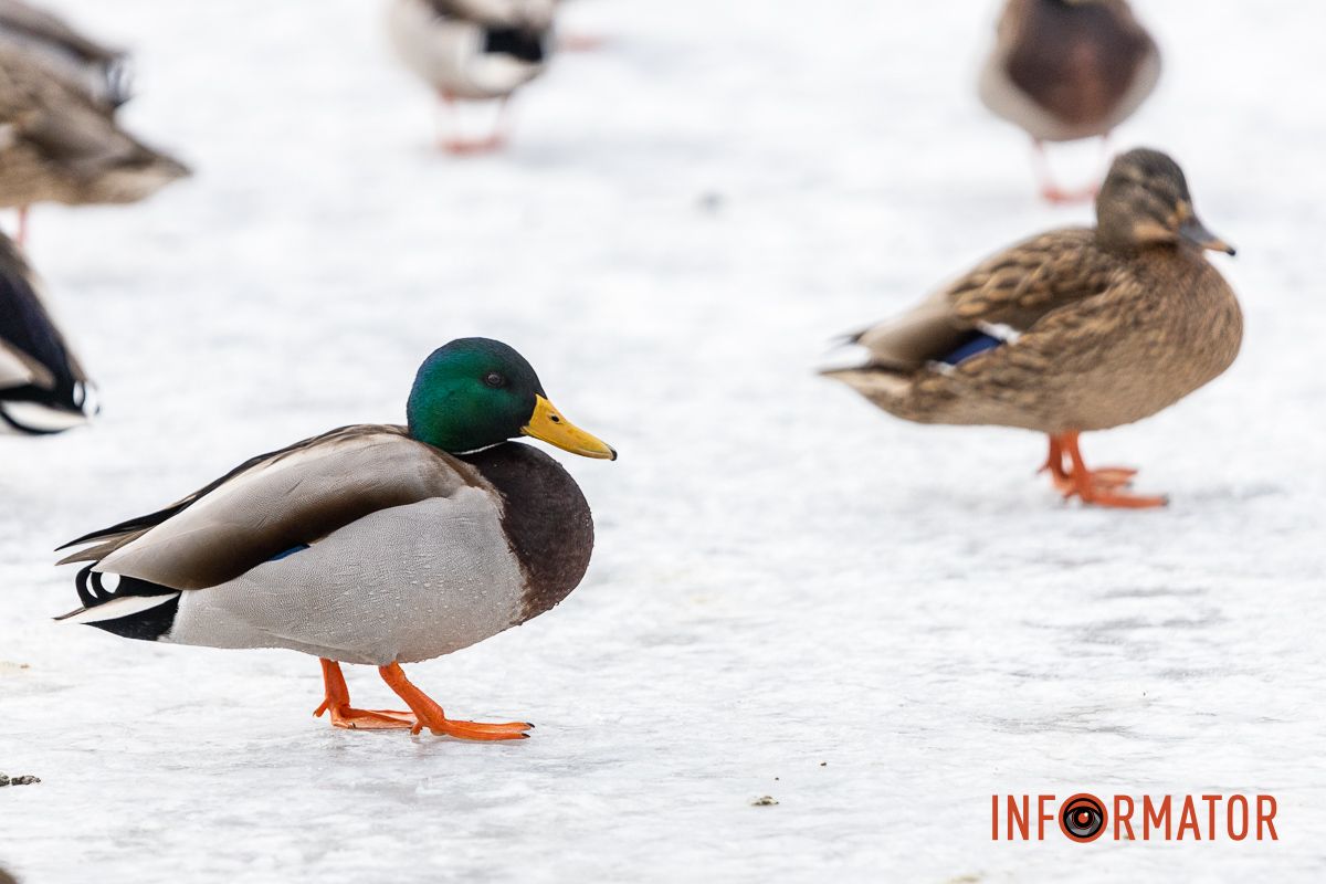 Сотні качок у центрі Дніпра: що відбувається у парку Глоби 16