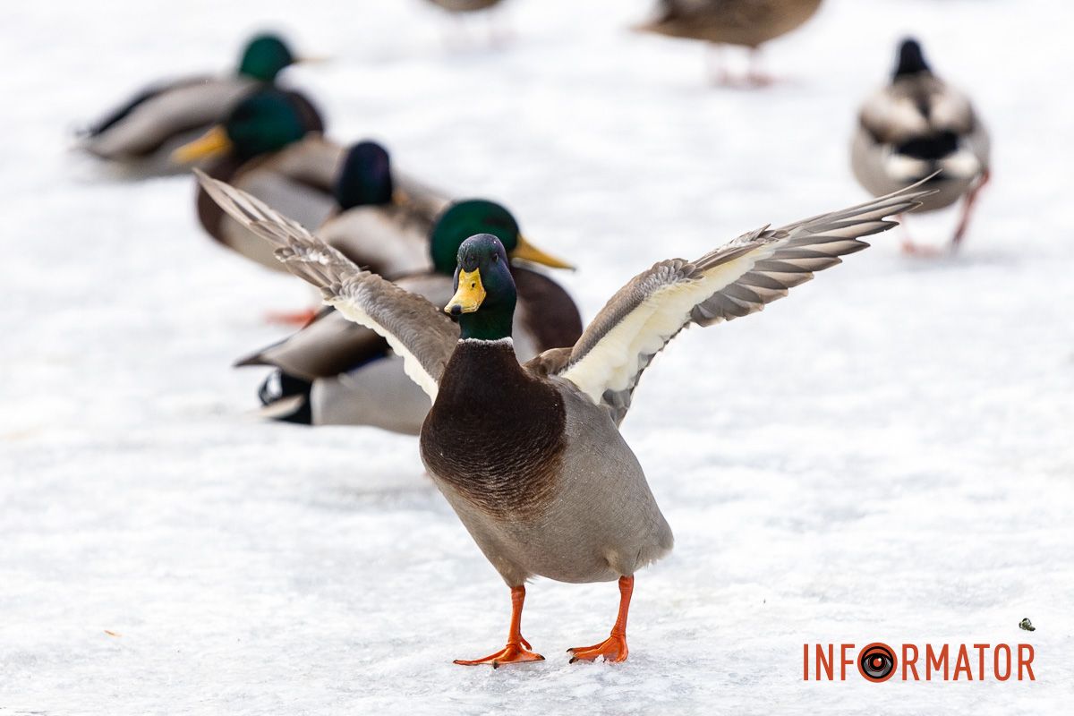 Сотні качок у центрі Дніпра: що відбувається у парку Глоби 17