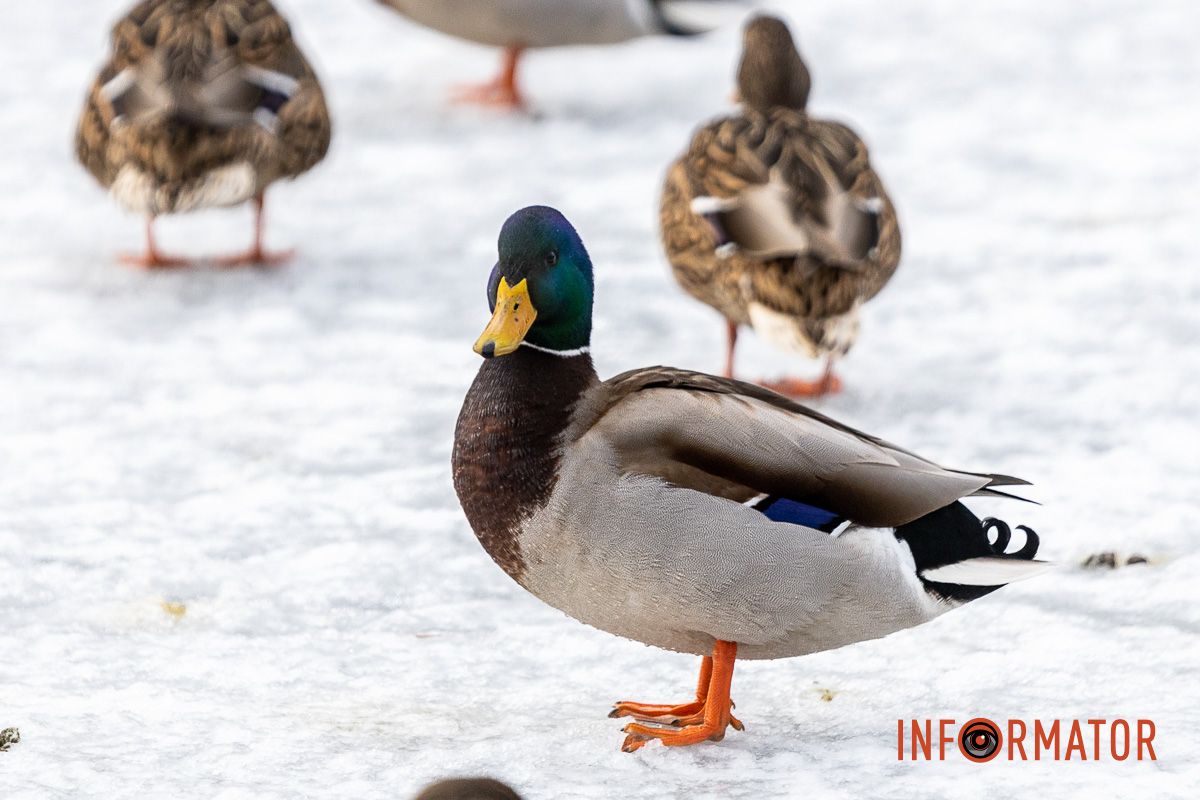 Сотні качок у центрі Дніпра: що відбувається у парку Глоби 18