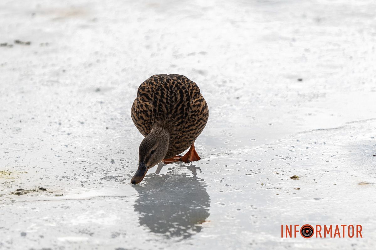 Сотні качок у центрі Дніпра: що відбувається у парку Глоби 19