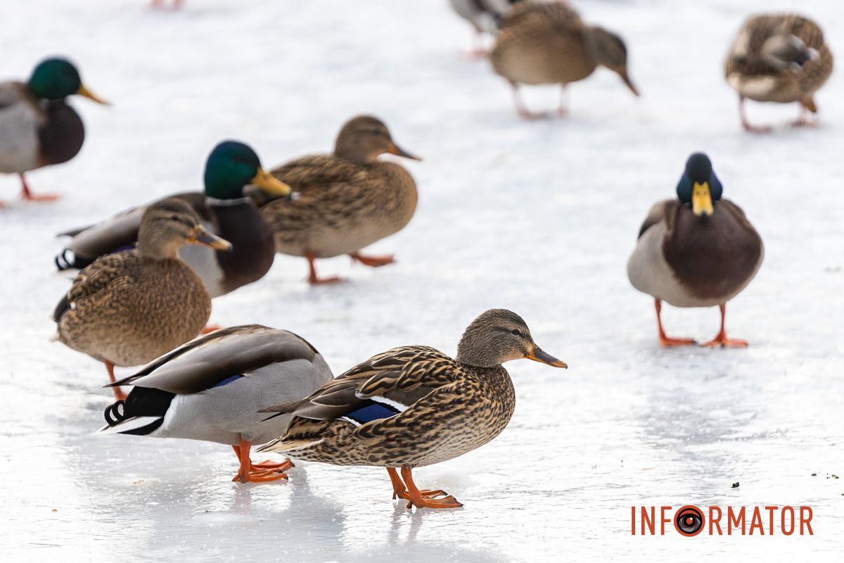 Сотні качок у центрі Дніпра: що відбувається у парку Глоби 20