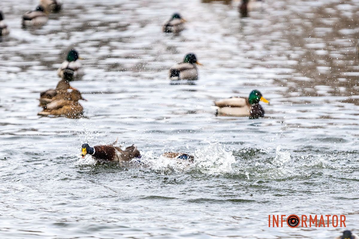 Сотні качок у центрі Дніпра: що відбувається у парку Глоби 21