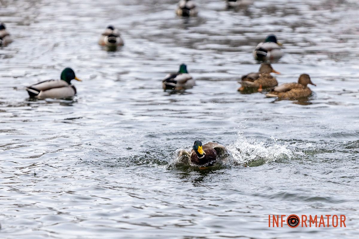 Сотні качок у центрі Дніпра: що відбувається у парку Глоби 22