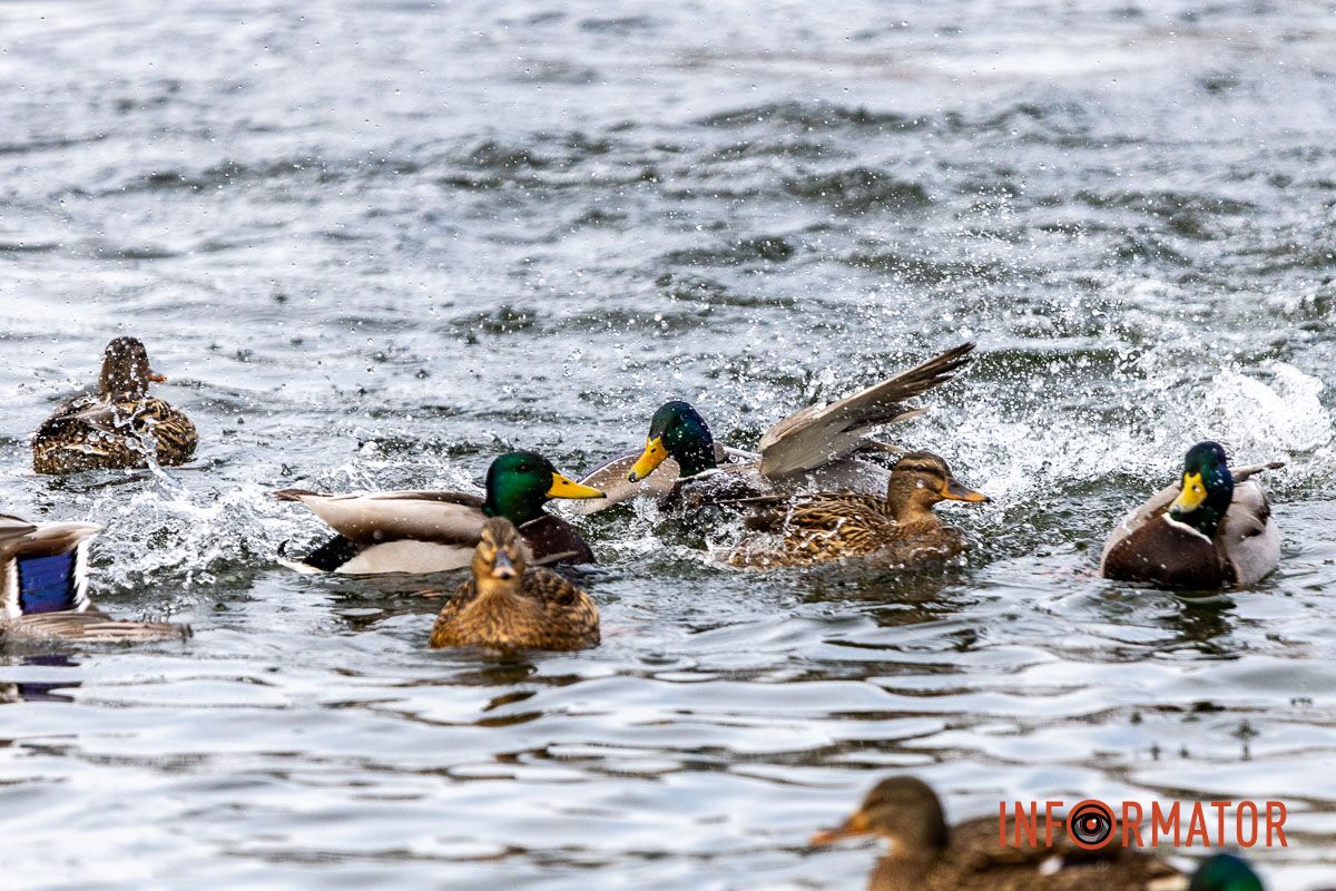 Сотні качок у центрі Дніпра: що відбувається у парку Глоби 23