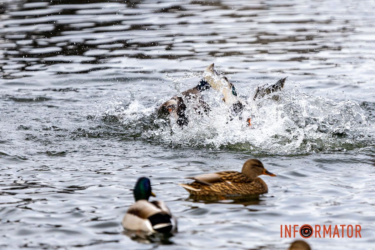 Сотні качок у центрі Дніпра: що відбувається у парку Глоби 24