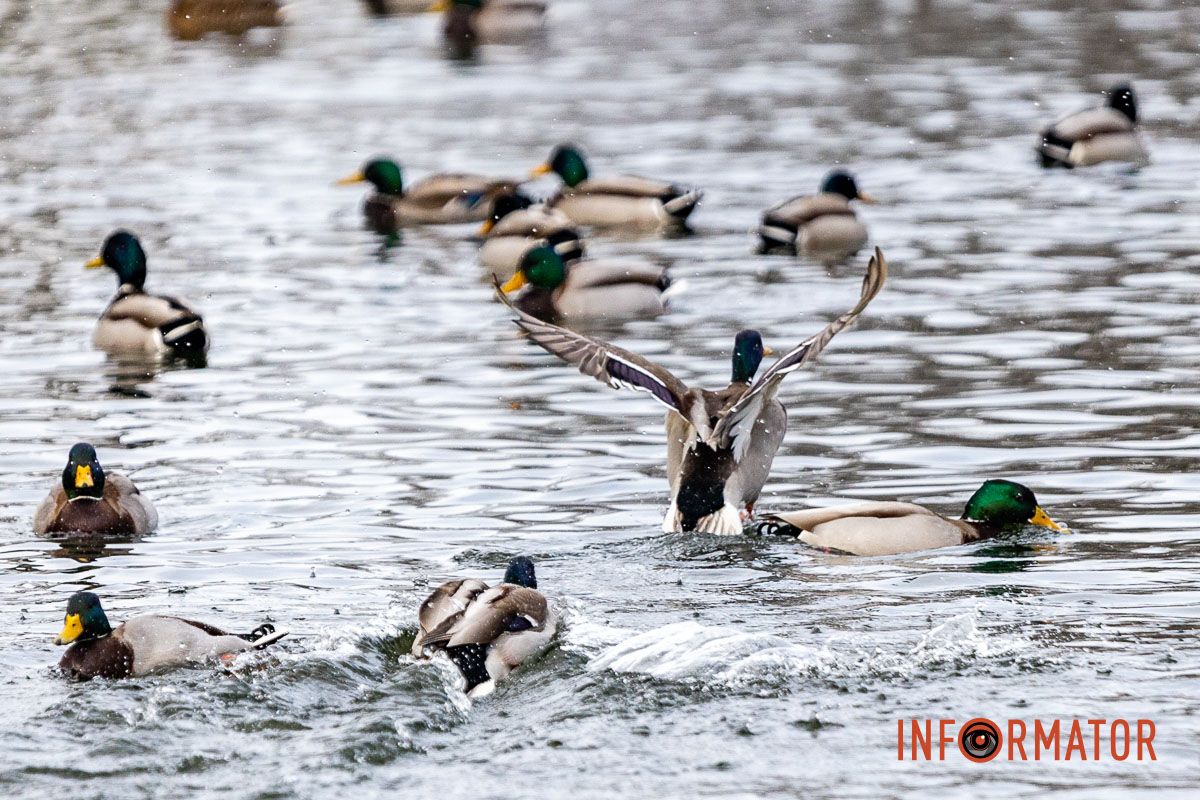 Сотні качок у центрі Дніпра: що відбувається у парку Глоби 25