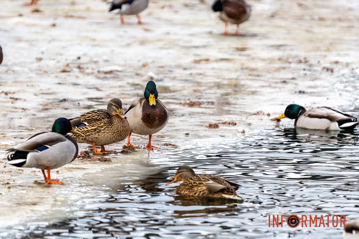 Сотні качок у центрі Дніпра: що відбувається у парку Глоби 26